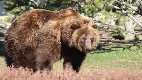 上海女排三局轻取河南女排夺冠